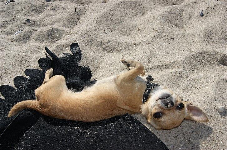 Chihuahua | Lulubell a´diva deluxe billede 9