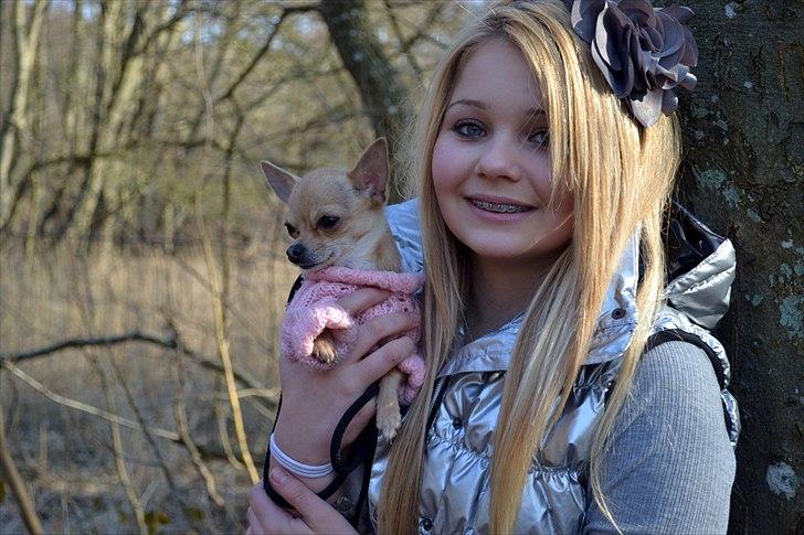 Chihuahua | Lulubell a´diva deluxe billede 8