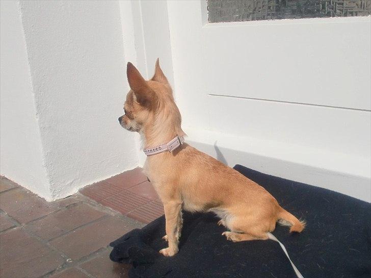 Chihuahua | Lulubell a´diva deluxe billede 12