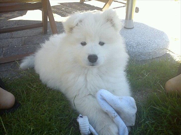 Samojedhund Micki - En lille sokke-tyv hygger sig i haven billede 1