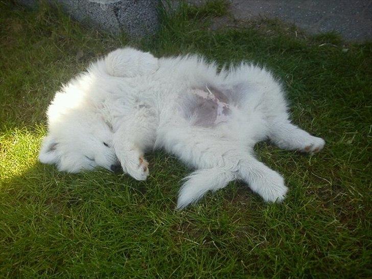 Samojedhund Micki - Det er bare SÅ hårdt at have en pels"frakke" på, når det er 25grader i DK billede 4