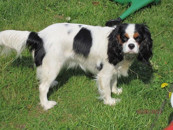 Cavalier king charles spaniel Naya billede 15