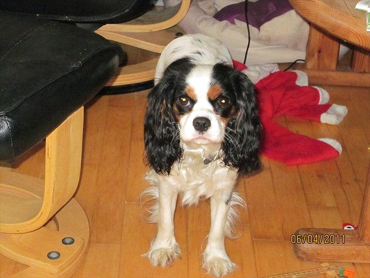 Cavalier king charles spaniel Naya billede 16