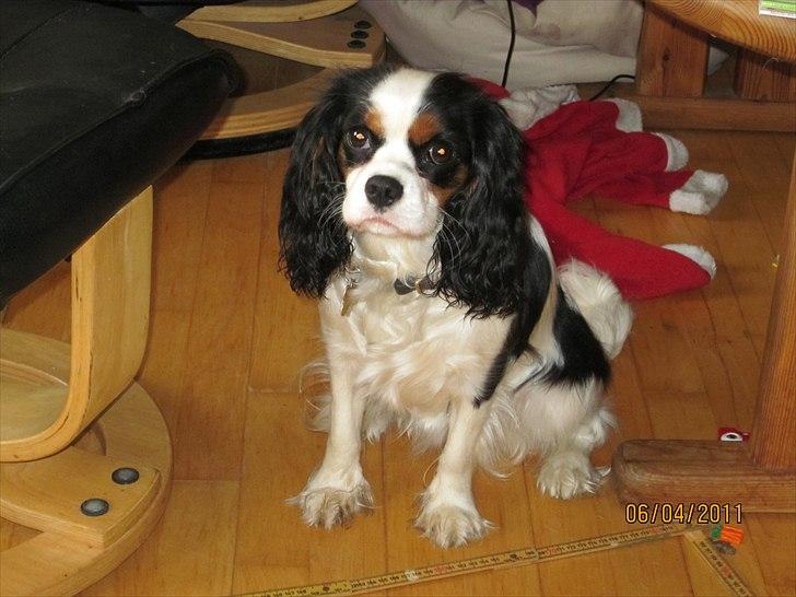 Cavalier king charles spaniel Naya billede 17