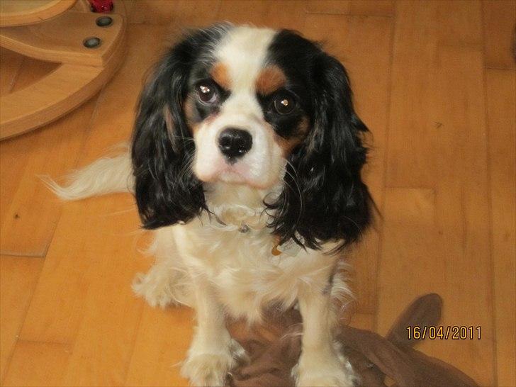 Cavalier king charles spaniel Naya billede 18