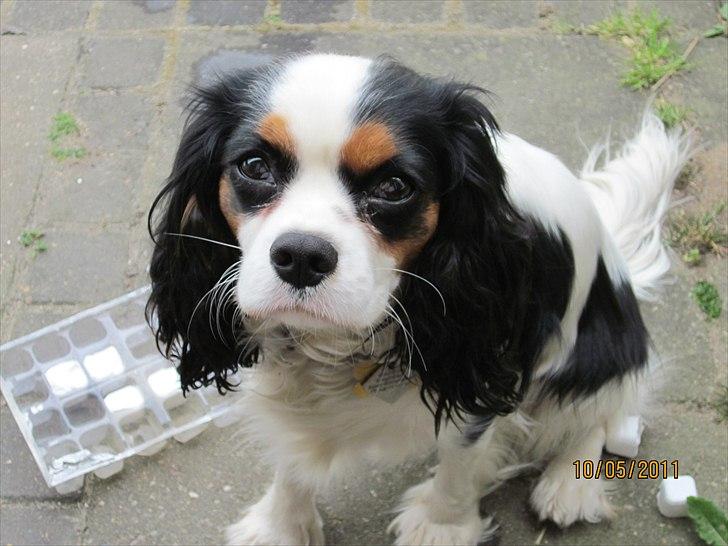 Cavalier king charles spaniel Naya billede 19