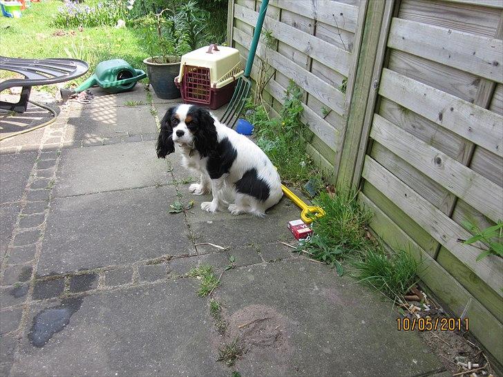 Cavalier king charles spaniel Naya billede 20