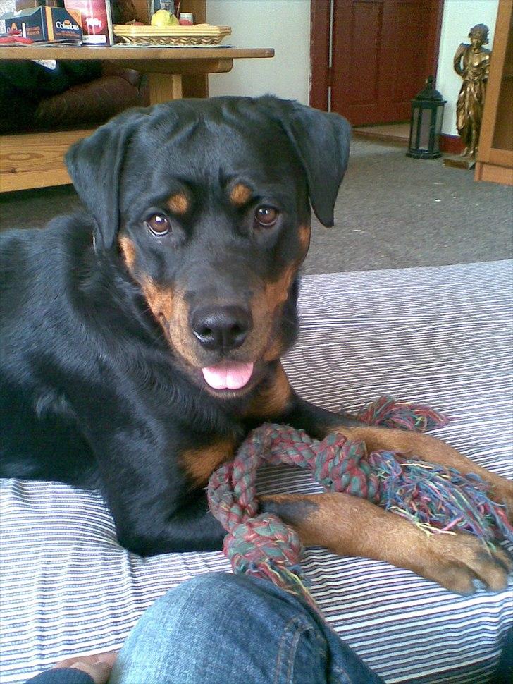 Blanding af racer sika billede 4