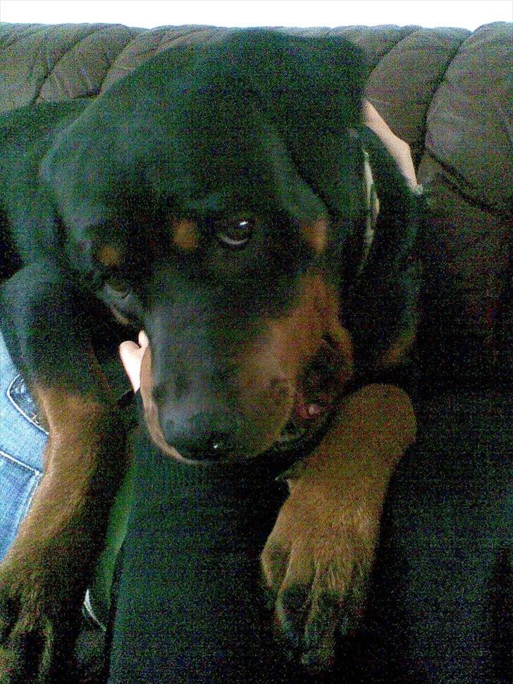 Blanding af racer sika billede 5