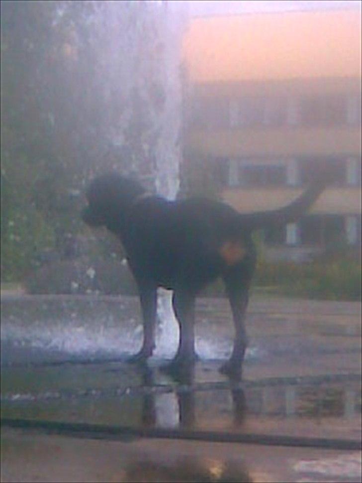 Blanding af racer sika billede 6