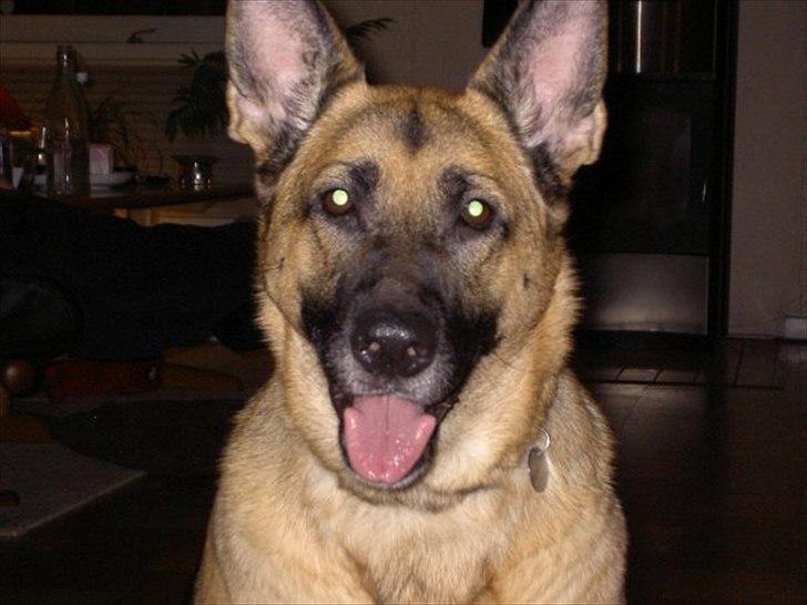 Schæferhund Nikki billede 1