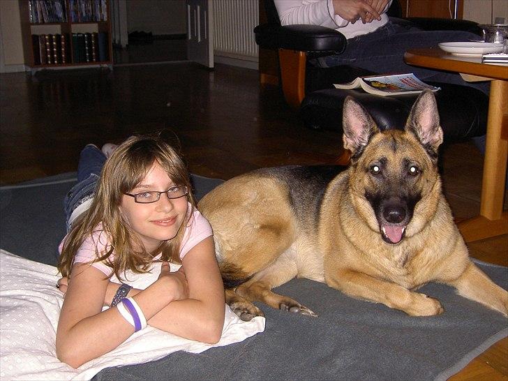 Schæferhund Nikki - Vi råhygger..... billede 2