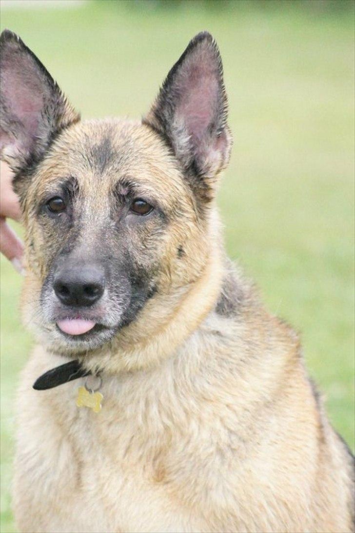 Schæferhund Nikki billede 3