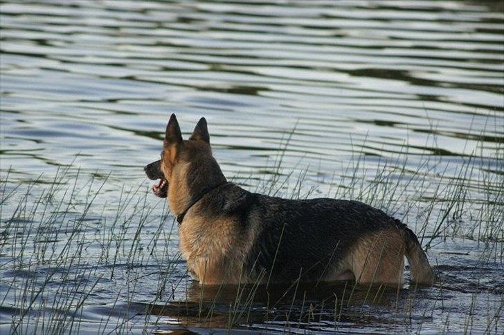 Schæferhund Nikki billede 4