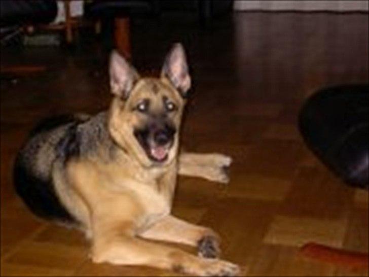 Schæferhund Nikki billede 5