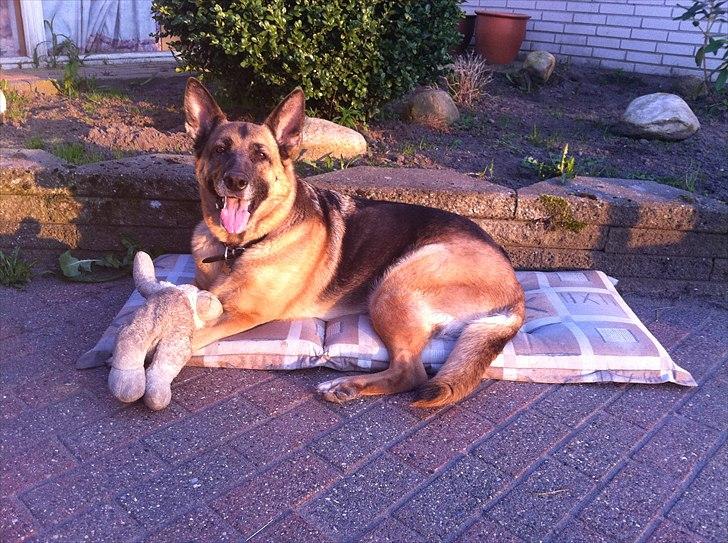 Schæferhund Nikki - Sommer & Sol i haven.... billede 6