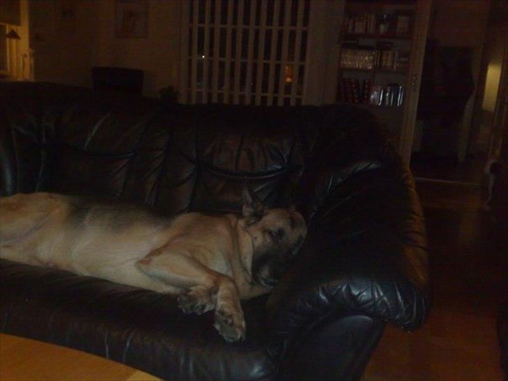 Schæferhund Nikki - Den tur var hård....
 billede 7