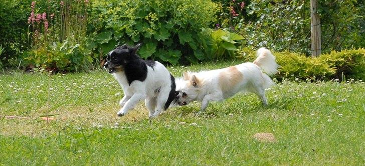 Chihuahua Harley - Juni 2011 billede 18