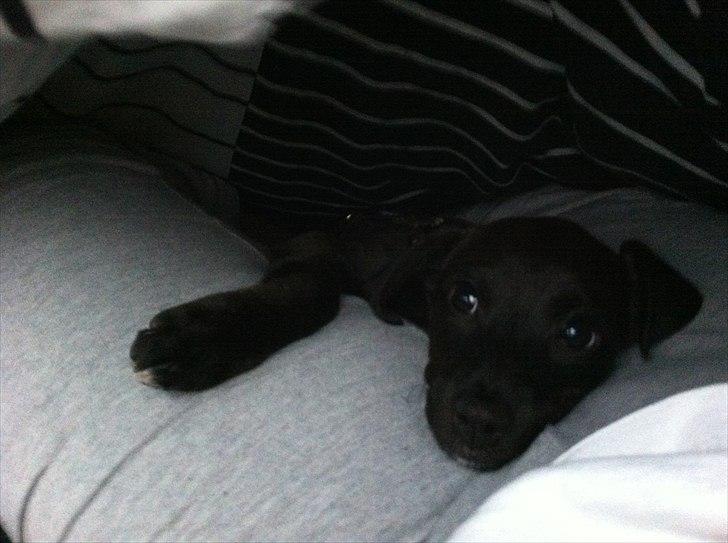 Blanding af racer Lady - Hej mor :) billede 12