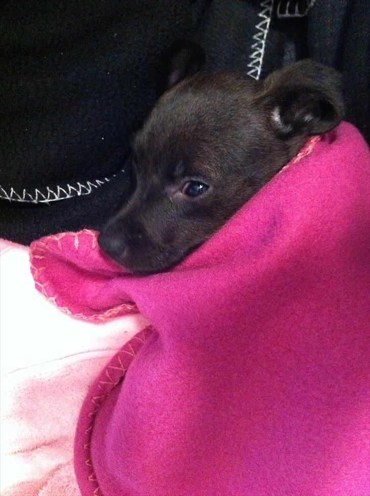 Blanding af racer Lady - Så træt billede 13