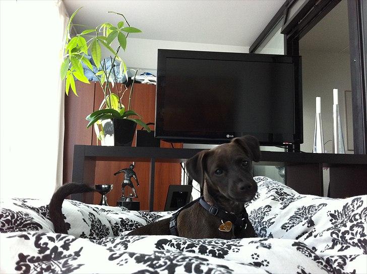 Blanding af racer Lady billede 14