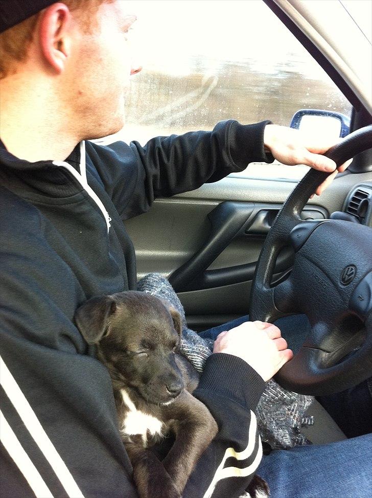 Blanding af racer Lady billede 16