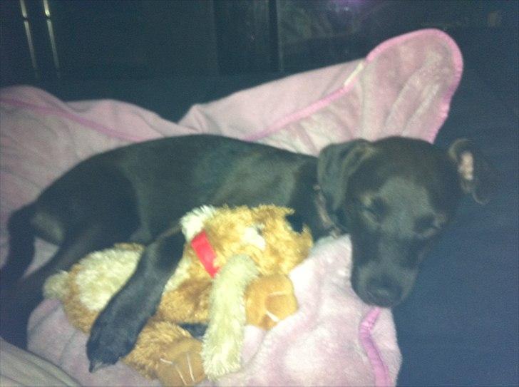 Blanding af racer Lady billede 17