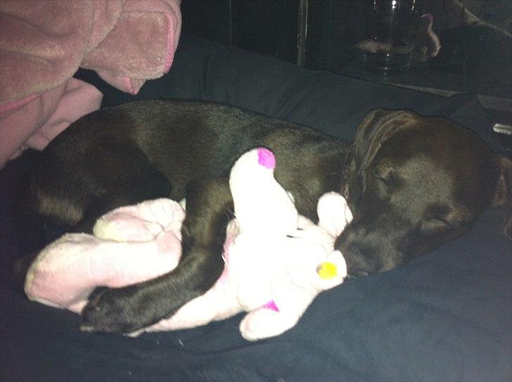 Blanding af racer Lady billede 18