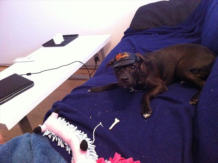 Blanding af racer Lady - En hat mor købte for sjovt, iih hvor den er træls at have på :p billede 19