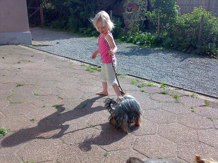 Yorkshire terrier Fiffi - Dejligt at lege sammen :) billede 8