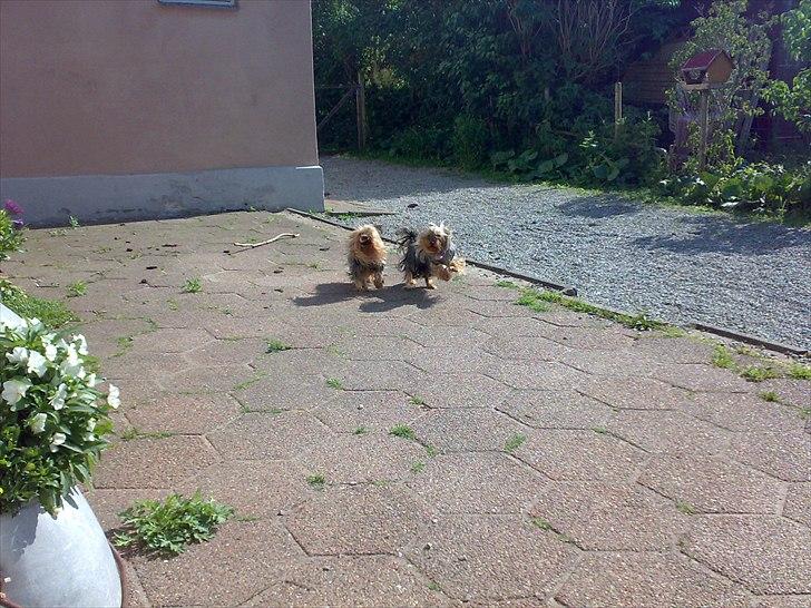 Yorkshire terrier Fiffi - Fiffi og hendes bedste ven Fiffi J billede 9