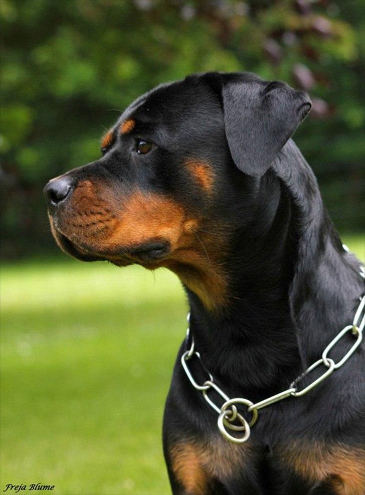Rottweiler Vom Hause Wenorra Fadia - 2år.. Juni 2011 billede 34
