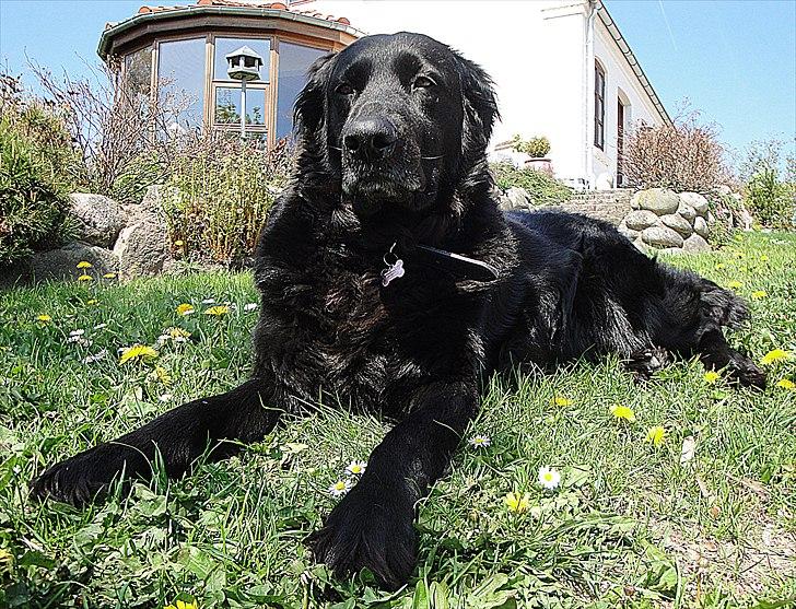 Blanding af racer Molly - Ligger og hygger sig ;) billede 7