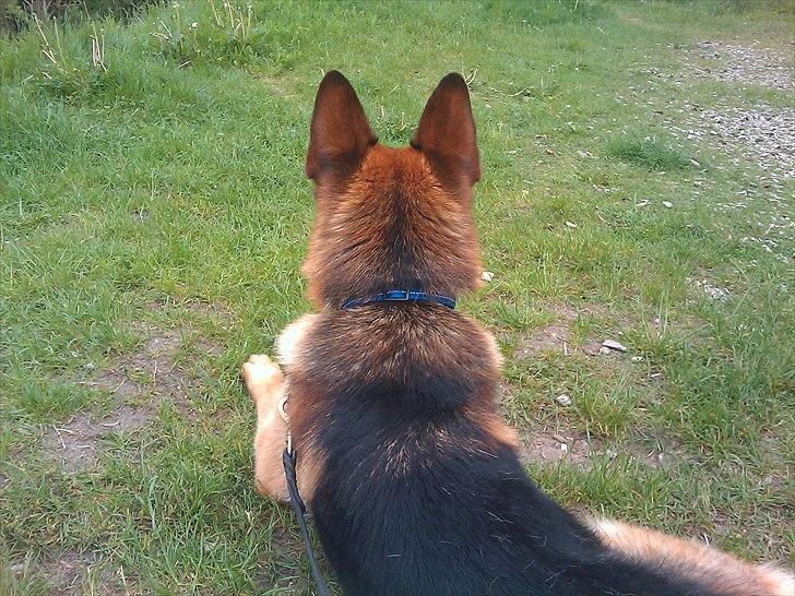 Schæferhund Rocky billede 17