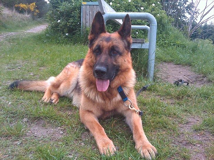 Schæferhund Rocky - Jamen, han er da så lækker min bette hund!!:)
- Man kan virkelig få en i godt humør oven på den kæmpe nedtur der har været for os alle i familien!!:/ billede 18