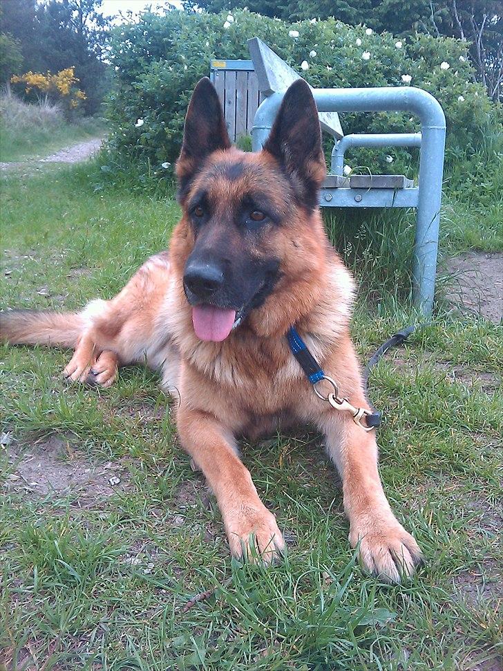 Schæferhund Rocky - Min dejlige bamsedreng!:* billede 19