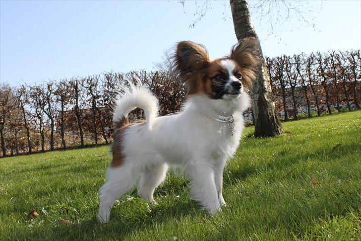Papillon Bella Pusle - Bella Pusle billede 1