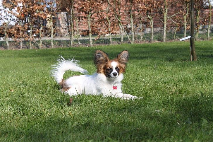 Papillon Bella Pusle - Bella Pusle billede 2