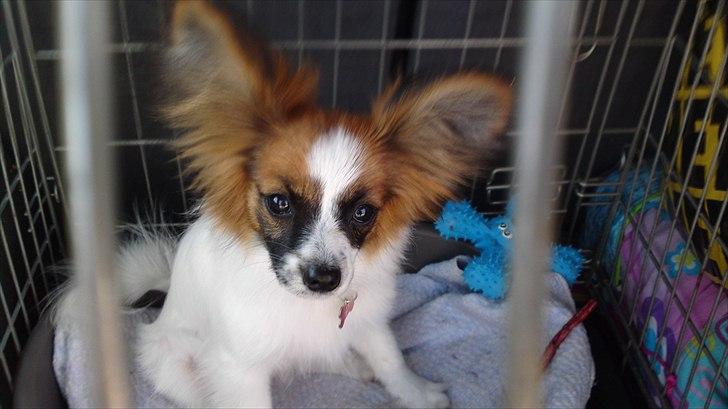 Papillon Bella Pusle - Hmmm Ikke sjovt at være i bur1 billede 3