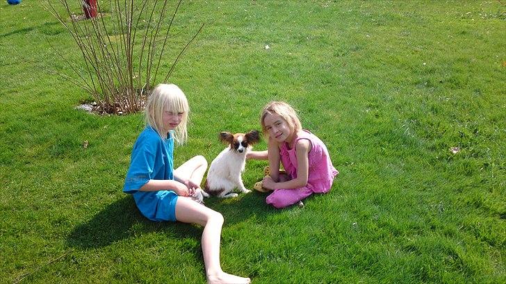 Papillon Bella Pusle - bella & hendes ynglingspiger. billede 4