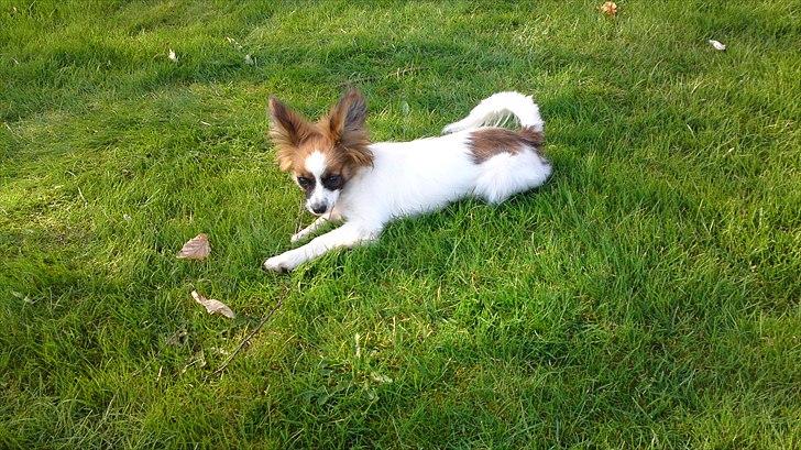 Papillon Bella Pusle billede 5