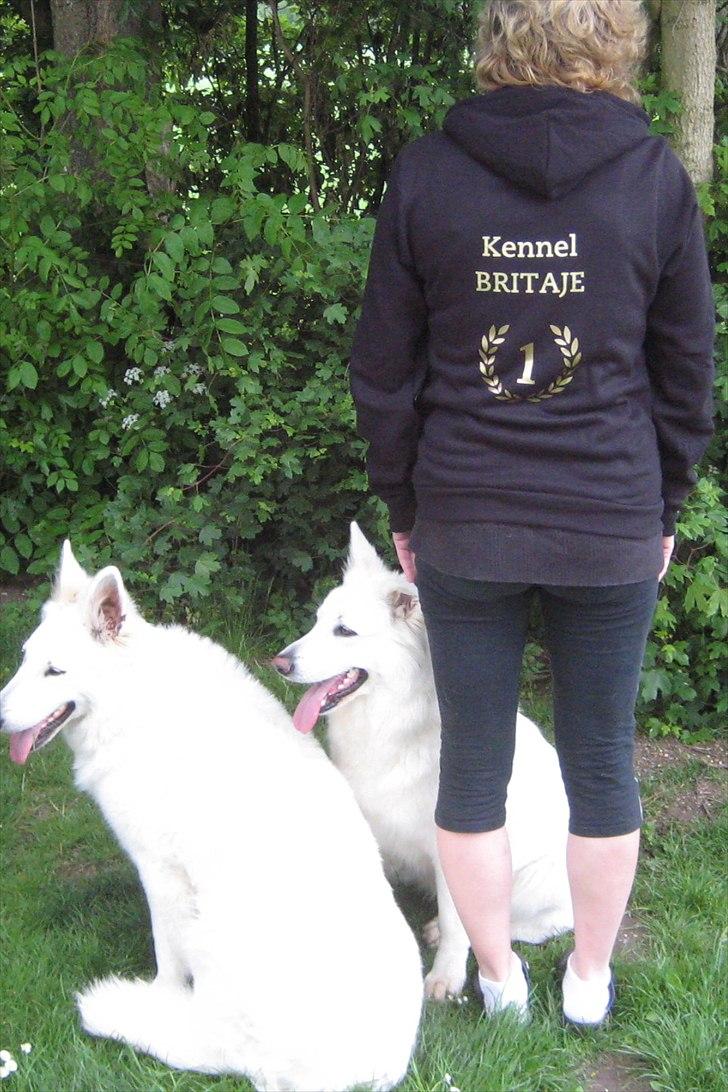 Hvid Schweizisk Hyrdehund Mimmie - Kennel BRITAJE billede 9