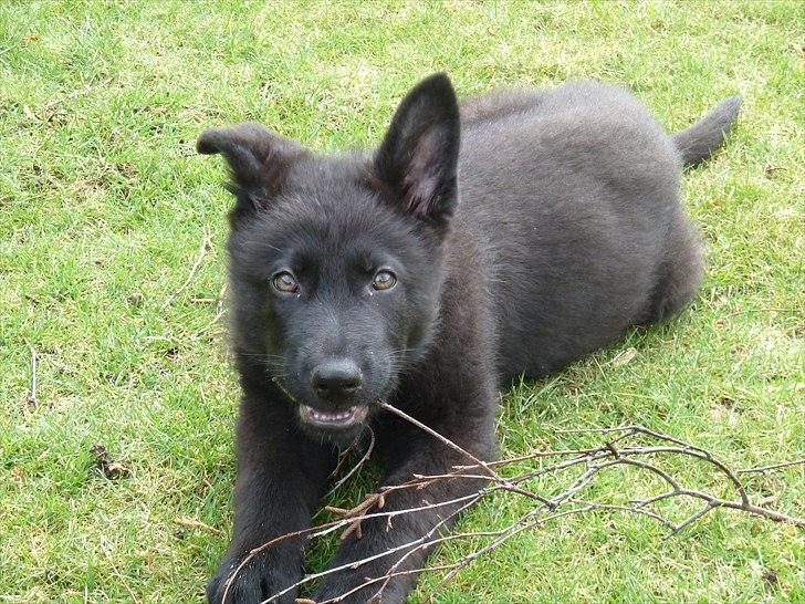 Schæferhund Nemo billede 1