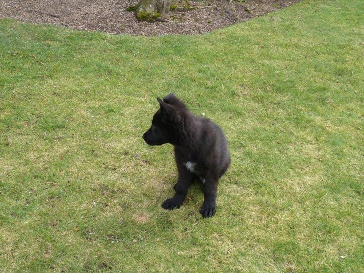 Schæferhund Nemo billede 2