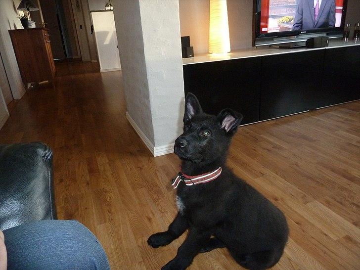 Schæferhund Nemo billede 4