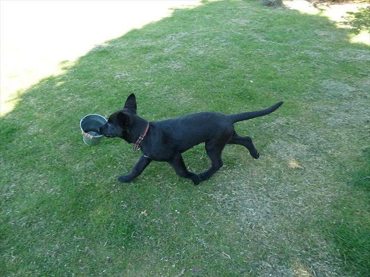 Schæferhund Nemo billede 6