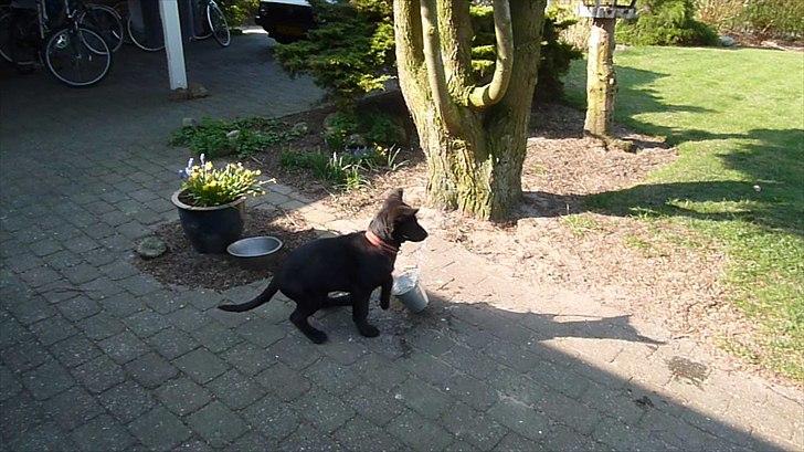 Schæferhund Nemo billede 8