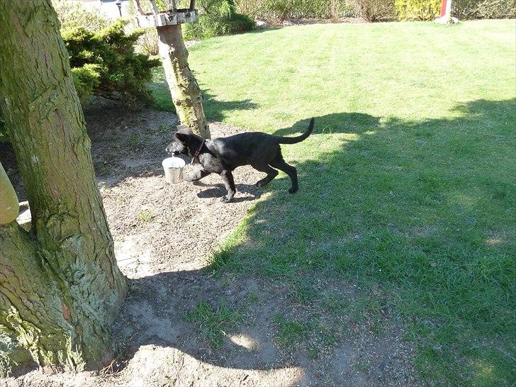 Schæferhund Nemo billede 9