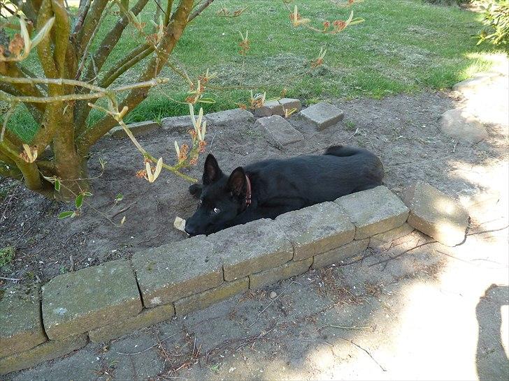 Schæferhund Nemo billede 10