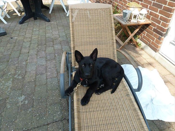 Schæferhund Nemo billede 11